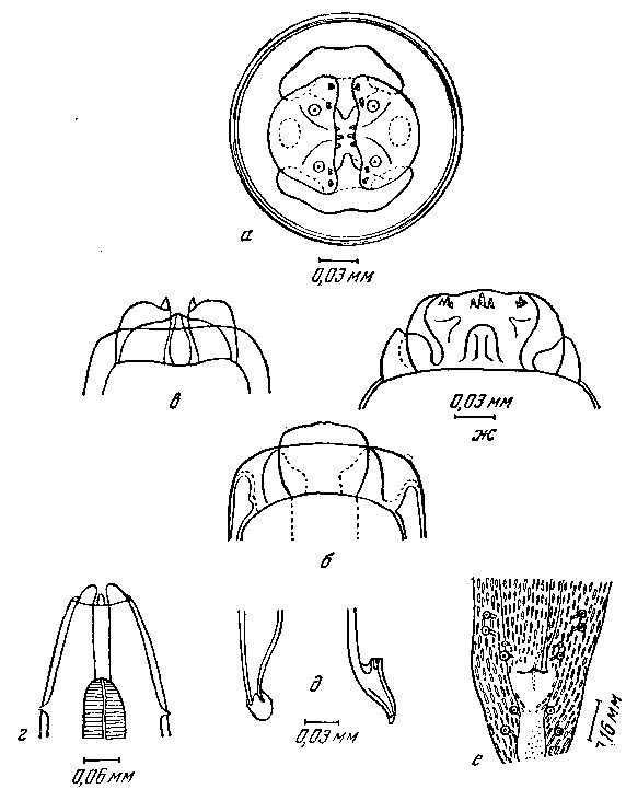 Gendrespirura congolense (Vuylsteke, 1937) (по Вуильстеке, 1936)