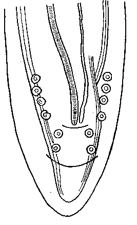 Gendrespirura szchokkei (Meyer, 1896) (по Линстову, 1906 из Бэйлиса, 1939)