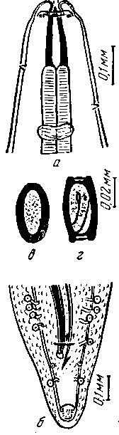 Gendrespirura zschokkei (Meyer, 1896) (по Хсю, 1933)
