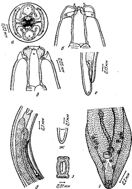Sinicaspirura kwantungensis (Kou Chen-chuen, 1958) Skrjabin et Sobolev, nom. nov. (по Го-Чжень-цюаню, 1958)