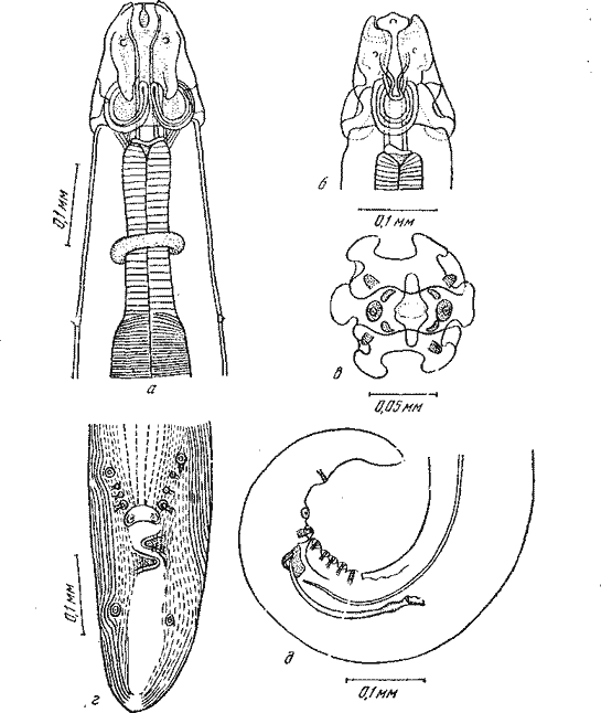 Parabronema indicum Baylis, 1921 (по Бэйлису, 1921)