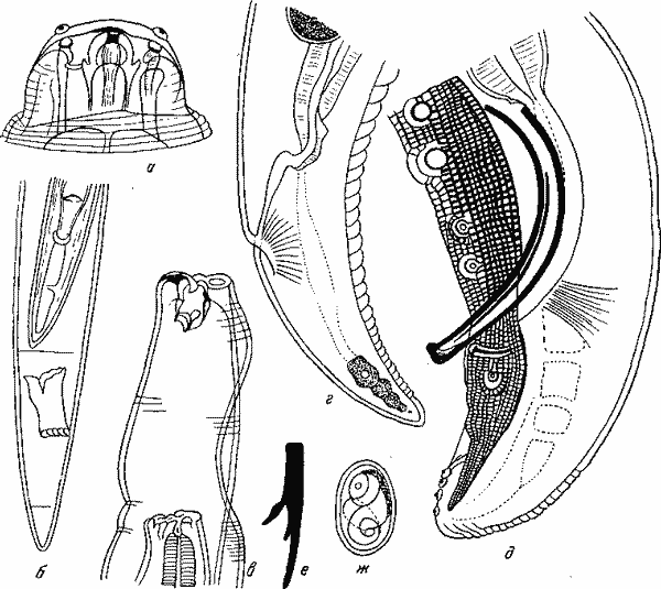 Hartertia africana Kreis, 1938 (по Крейсу, 1938)