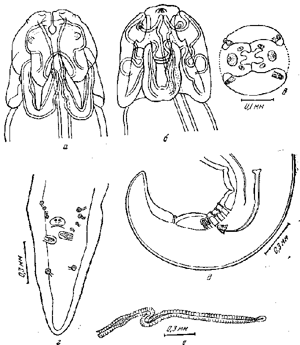 Parabronema africanum Baylis, 1921 (по Бэйлису, 1921)