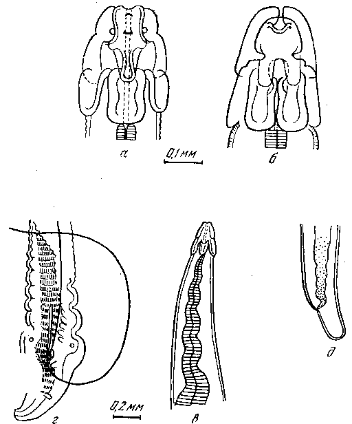 Parabronema africanum Baylis, 1921 (по Уильстеке, 1953)