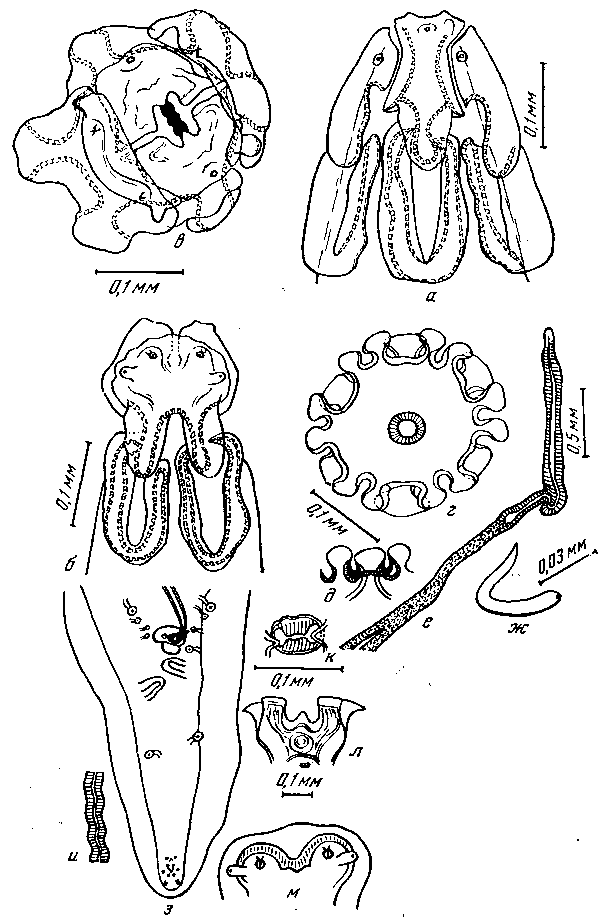 Parabronema africanum Baylis, 1921 (по Шабо и Мушэ, 1956)
