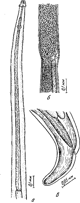 Parabronema pecariae Ivaschkin, 1930 (по Шварцу и Аликэте, 1933)