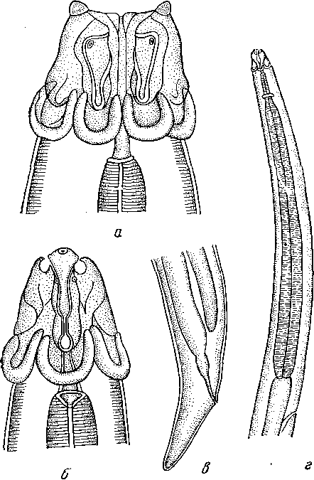 Parabronema rhinocerotis Khalil, 1927 (по Халилу, 1927)