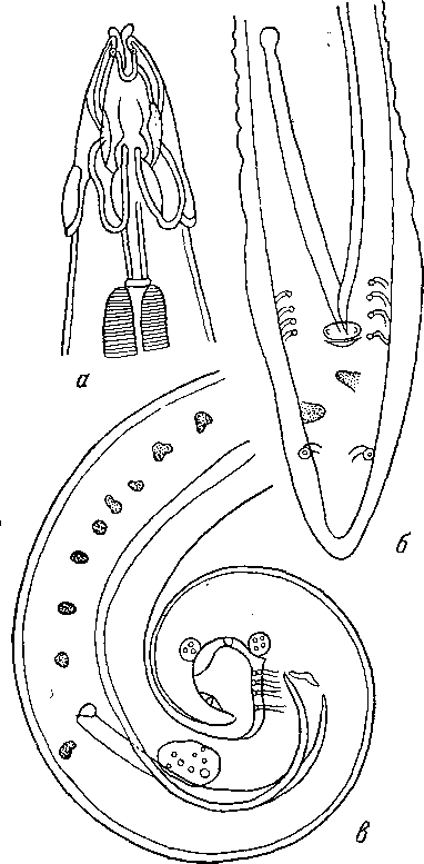 Parabronema rhodesiense Yorke et Maplestone, 1926 (по Уэстуйзену, 1938)