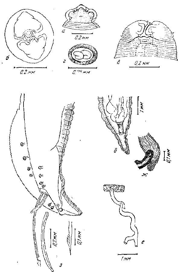 Hartertia annulata Cram, 1927 (по E. Крэм, 1927)
