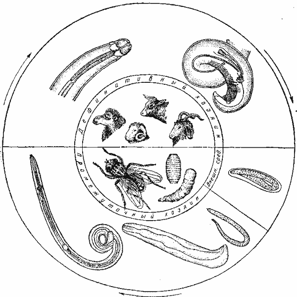 Parabronema skrjabini Rassowska, 1924 (no Ивашкину, 1960)