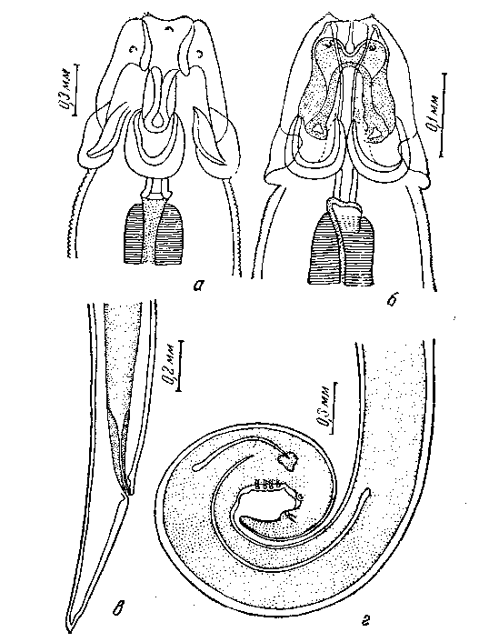 Parabronema smithii (Cobbold, 1882) Baylis, 1921 (по Уестыозену, 1938)