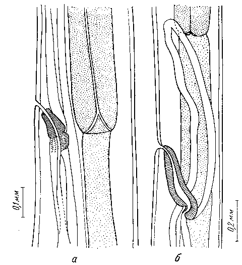 Parabronema smithii (Cobbold, 1882) Baylis, 1921 (по Уестьюзену, 1938)