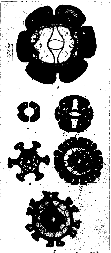 Parabronema smithii (Cobbold, 1882) Baylis, 1921 (no By, 1934)