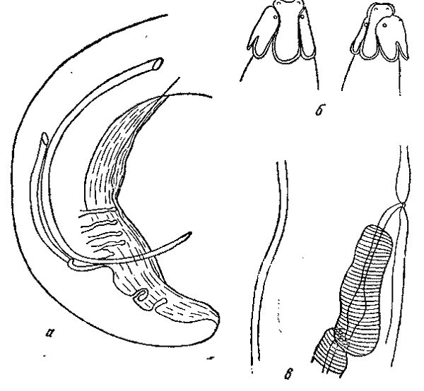 Okapinema okapi (Leiper, 1935) Iwaschkin, 1960 (по Бэру, 1950)