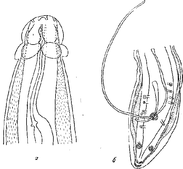 Squamonema bonnei Thiel, 1925 (по Тилю, 1925)
