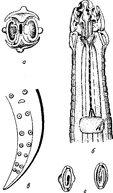 Hedruris androphora Nitzsch, 1821 (по Чэндлеру, 1918)