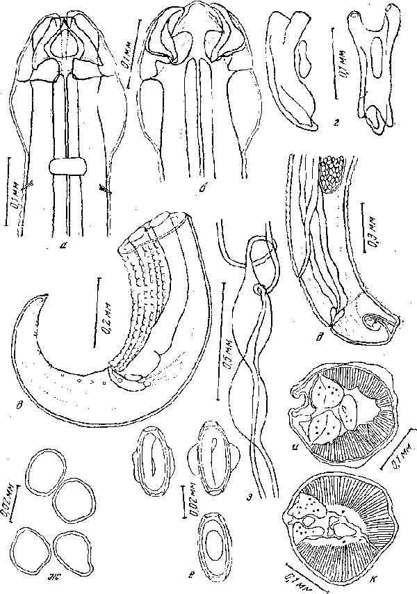 Hedruris ijimae Morishita, 1926 (по Моришита, 1926)