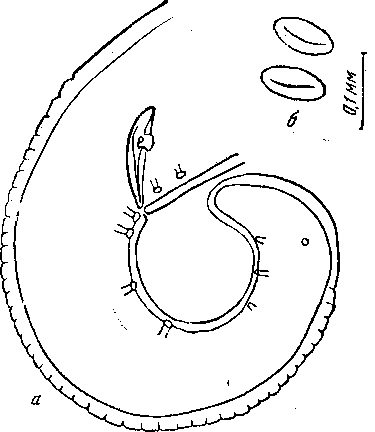 Hedruris neobythitis Yamaguti, 1941 (по Ямагути, 1941)