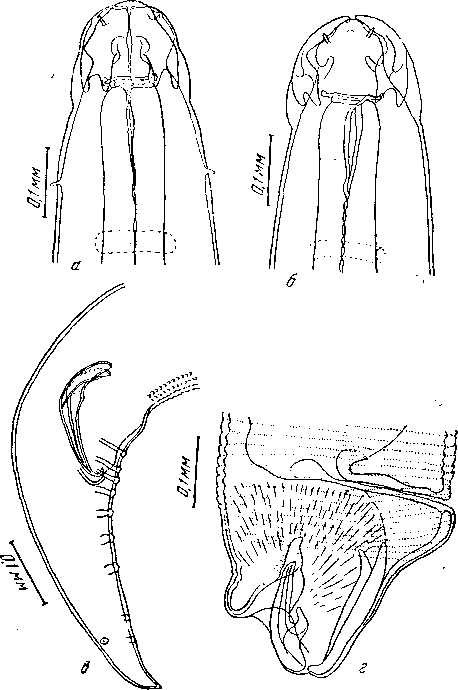 Hedruris spinigera Baylis, 1931 (по Бэйлису, 1931)