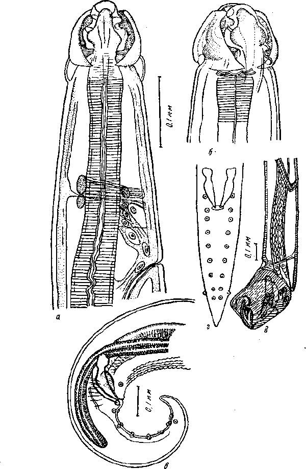 Hedruris tiara Cleave et Mueller, 1932 (по Кливе и Мюллеру, 1932)