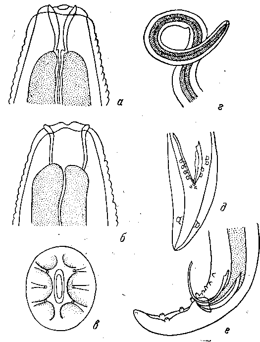  Spirura talpae (Gmelin, 1790) Blanchard, 1849