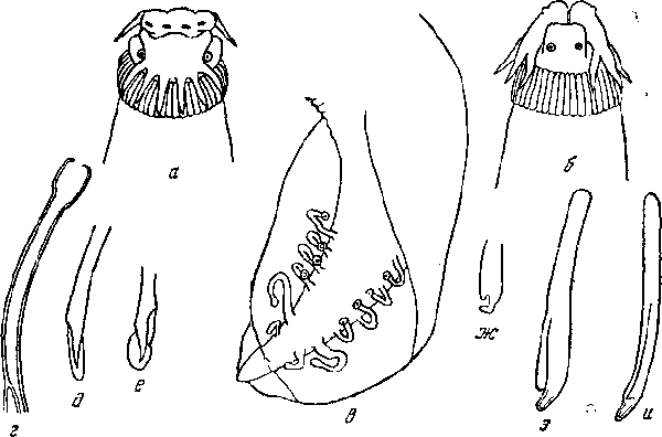 Histiocephalus tridens Gendre, 1921 (по Жандру из Крэм, 1927)