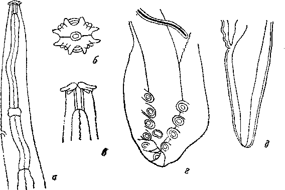 Stellocaronema skrjabini Gilbert, 1930 (по Гильберту, 1930)