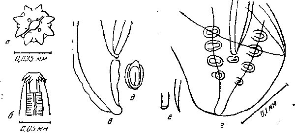 Stellocaronema buckleyi Sarwar, 1956 (по Сарвару, 1956)
