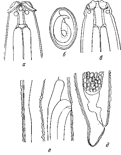 Stellobronema acuariana Guschanskaja, 1937 (по Гушанской, 1937)