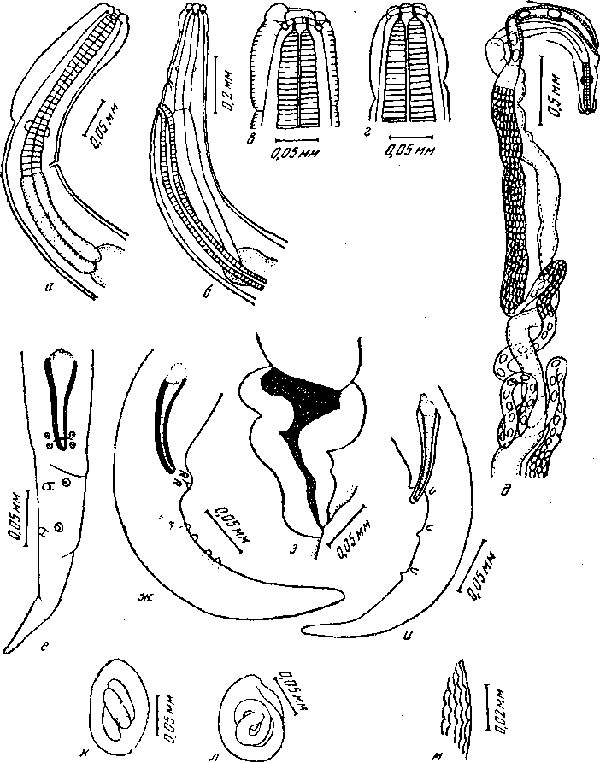 Salobrella intermedia Freitas, 1941 (по Фрейтасу, 1940)