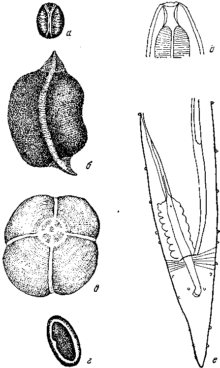 Tetrameres (Tetrameres) paradoxa (Diesing, 1835) (а, б, в, г — по Дизингу, 1835; д, е — по Драше, 1884)