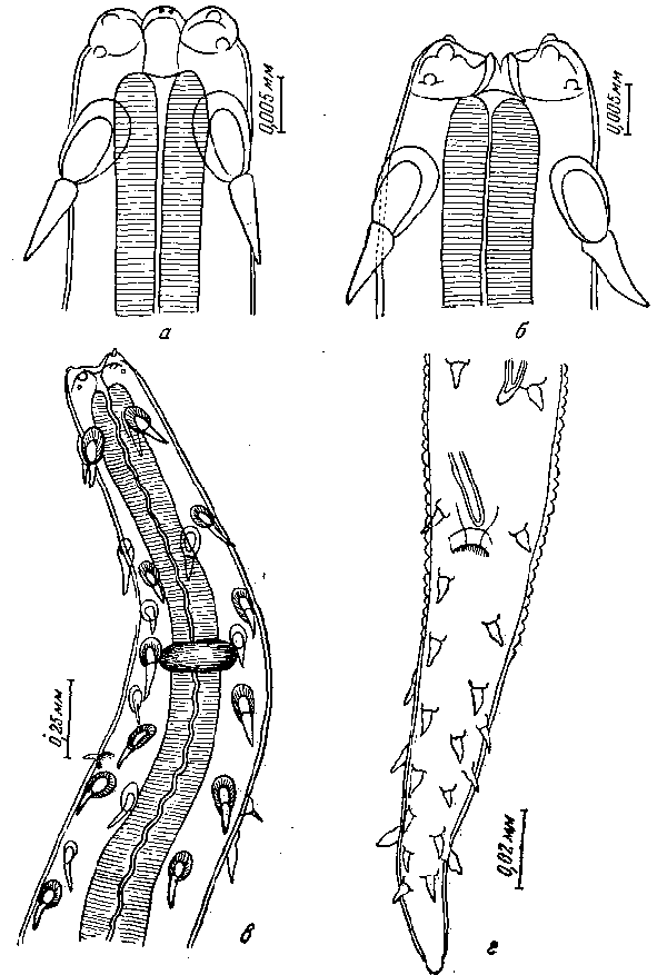 Tetrameres (Tertameres) araliensis Efimov et Rijowa, 1939 (по Ефимову и Рыжовой, 1939)