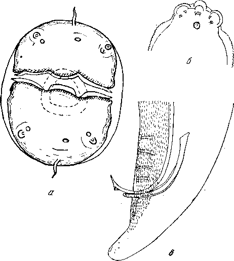 Hartertria gallinarum (Theiler, 1919)