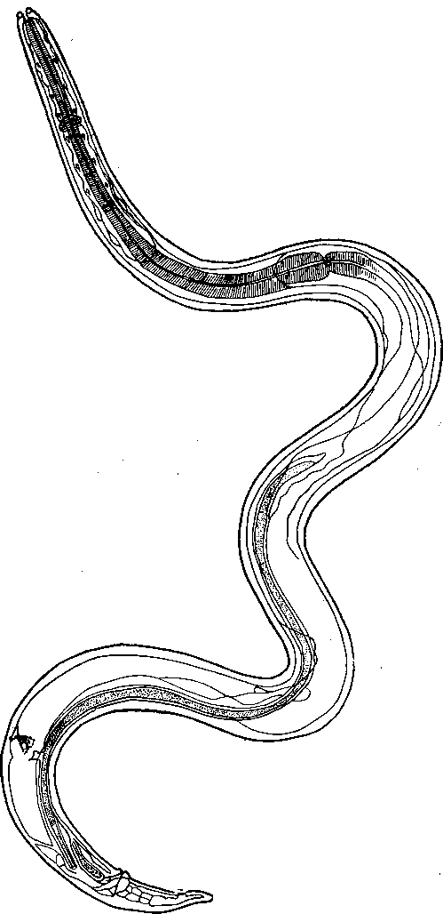 Tetrameres (Tetrameres) dubia Travassos, 1917 (по Травассосу, 1917)