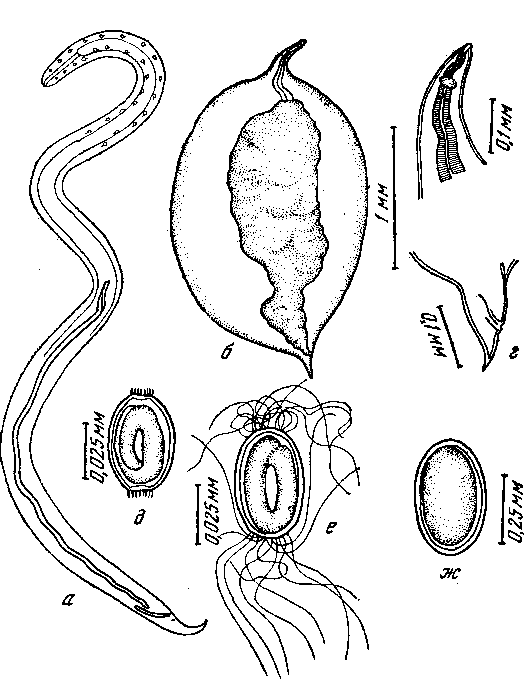  Tetrameres (Tetrameres) dubia Travassos, 1917 (по Ошмарину, 1956)