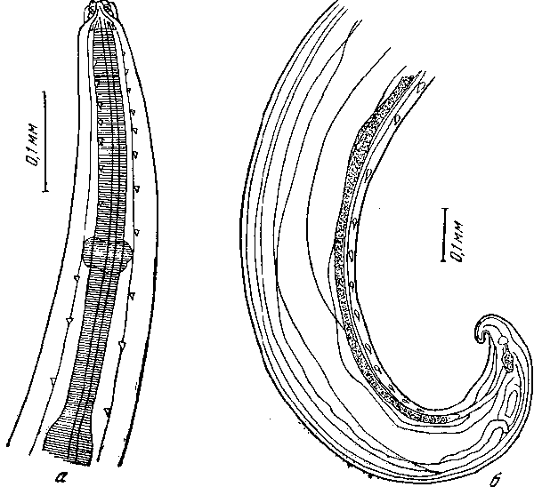 Tetrameres (Tetrameres) gigas Travassos, 1919 (по Травасоосу, 1919)