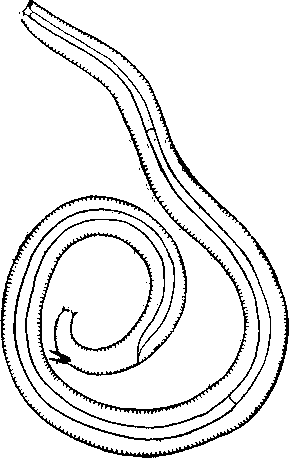 Tetrameres (Tetrameres) globosa (Linstow, 1879) (по Серковой, 1948)