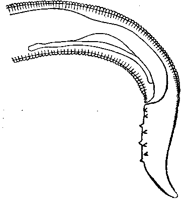 Tetrameres (Tetrameres) globosa (Linstow, 1879) (по Серковой, 1948)