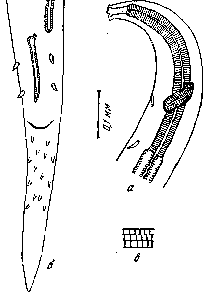 Tetrameres (Tetrameres) gubanovi Shigin, 1957 (по Шигину, 1957)