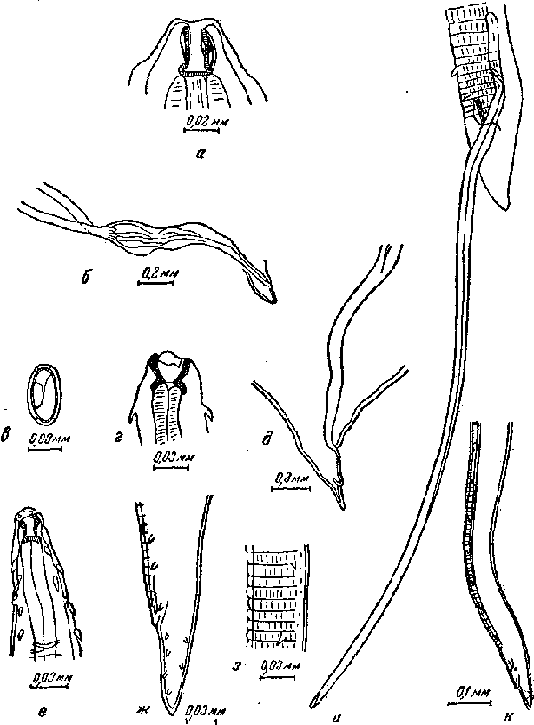 Tetrameres (Tetrameres) hagenbecki Travassos et Vogelsang, 1930 (по Травассосу и Фогельзангу, 1930)