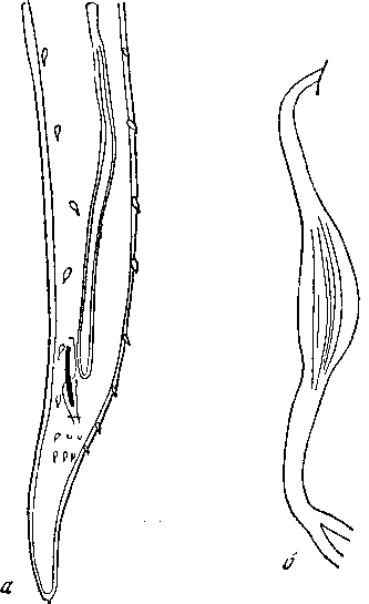 Tetrameres (Tetrameres) micropenis Travassos, 1915 (по Травассосу, 1919)