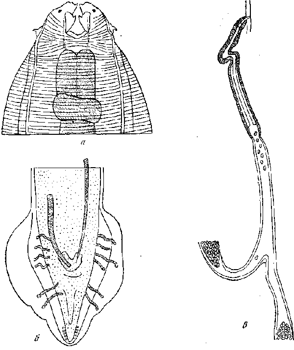 Hartertia rotundata (Linstow, 1883)