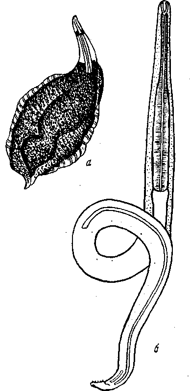 Tetrameres (Tetrameres) microspnosa Vigueras, 1935 (по Вигьерасу, 1935)