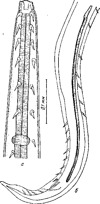 Tetrameres (Tetrameres) paraaraliensis Oschmarin, 1956 (по Ошмарину, 1956)