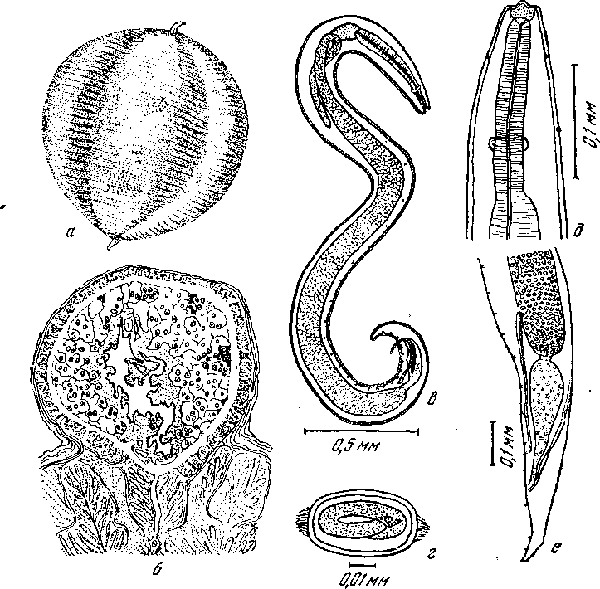 Tetrameres (Tetrameres) paucispina Sandground, 1928 (по Сэндграунду, 1928)