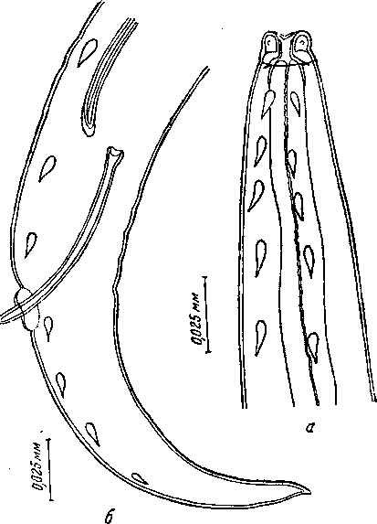 Tetrameres (Tetrameres) skrjabini Panowa, 1926 (по Пановой, 1926)