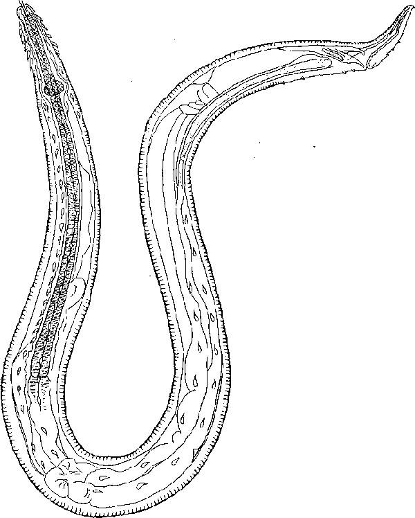 Tetrameres (Tetrameres) telrica Travassos, 1917 (по Траваососу, 1917)
