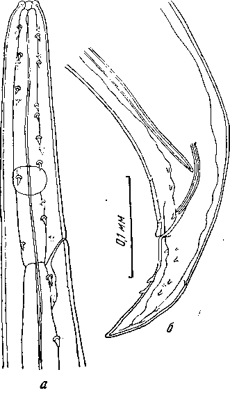 Tetrameres (Tetrameres) uxorius Mamaev, 1959 (по Мамаеву, 1959)