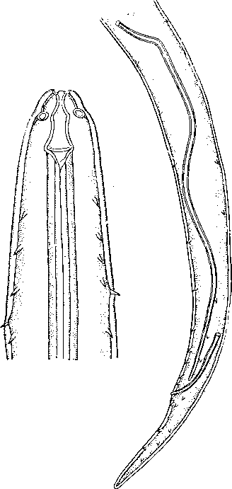 Tetrameres (Tetrameres) zakharowi Petrow, 1926 (по Петрову, 1926)