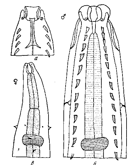Tetrameres (Petrowimeres) fissispina (Diesing, 1861) (из Крэм, 1927) (по Сера, 1920)